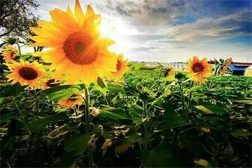 太阳花的根子为什么干了？水分流失了吗
