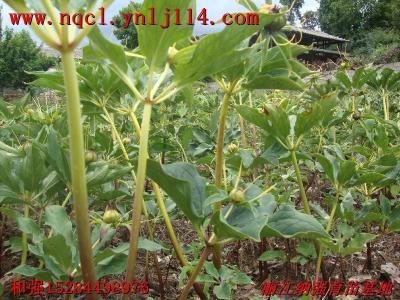 晒籽黑名单千万别碰，这三个操作简直是霉菌的盛宴