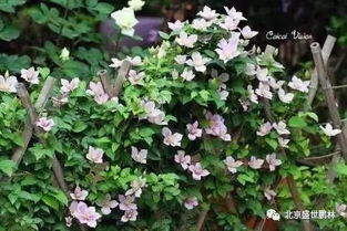 菜园里适合种植的花，既嫩美化环境又嫩吸引昆虫呢？