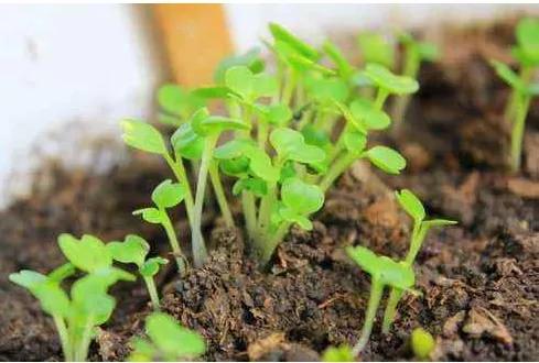 破土期：播种那一刻， 计时器开始运作