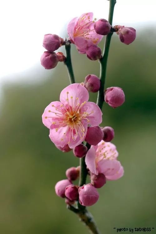 寒梅傲雪，翠竹挺立，兰花幽香，三友花韵，雅韵盎然