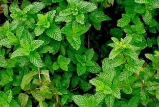 驱蚊植物盘点，这些植物能赶走蚊子吗