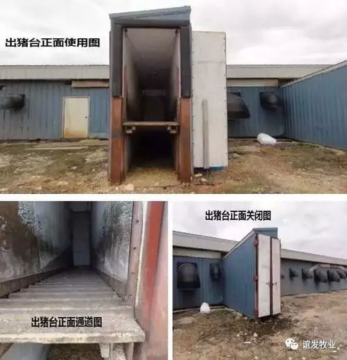 坝下地区猪舍环境对比，哪种类型更能提升断奶仔猪生产性能