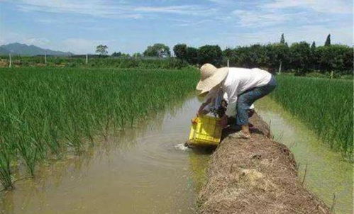 大平台助力， 农村养殖户销售无忧