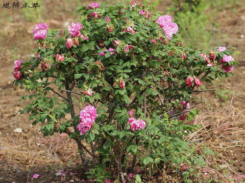 丰花玫瑰的花期有多长？