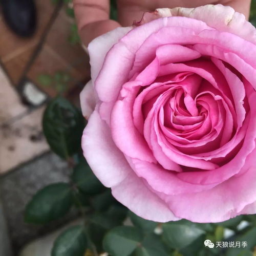 巧克力泡泡月季的优雅