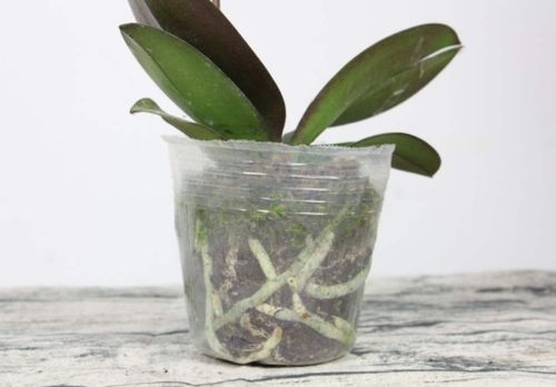 蝴蝶兰用多菌灵浸盆的疑问解答