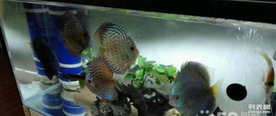 七彩神仙鱼喂丰年虾和鱼饲料虾汉堡，哪种喂养方式更健康营养呢？