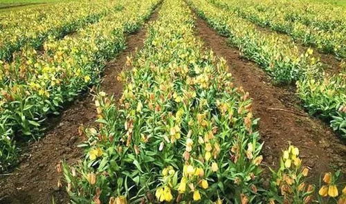 二、 西藏特殊环境下的种植技巧