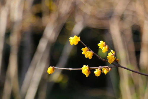 蜡梅花与腊梅的较量