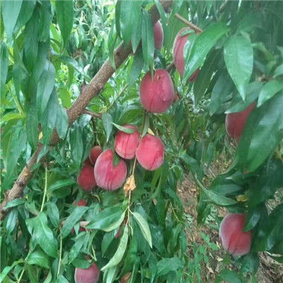 黄桃树苗叶子发黄，是土壤问题还是病虫害引起的？