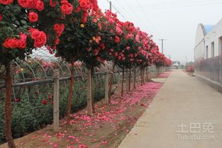 嫁接方法有讲究， 嵌芽接Zui管用