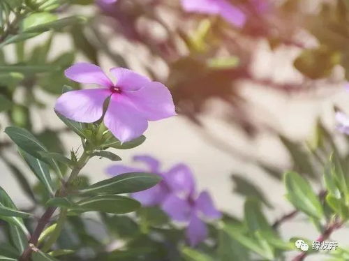 长春花黄叶原因揭秘，爆款花卉养护攻略