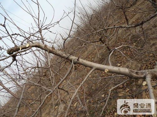 修剪的时候要注意啥？