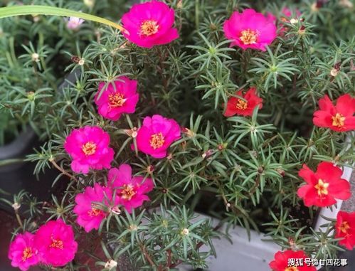 秋播不适合新手，春天再播种