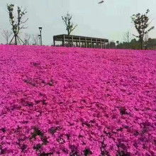 种植福禄考，要注意什么