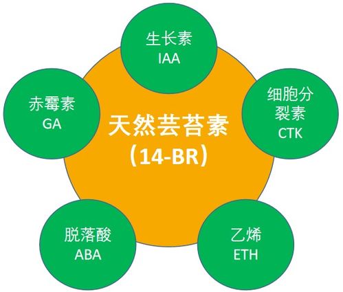 芸苔素过量使用有何危害？这篇文章为你揭晓