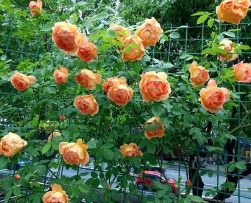 藤本月季品种那么多，哪个真的四季开花呢嗯？