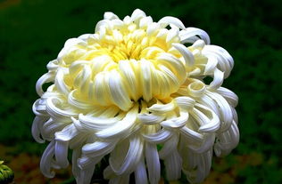 双菊香里藏秋意，这花名背后有何秘密