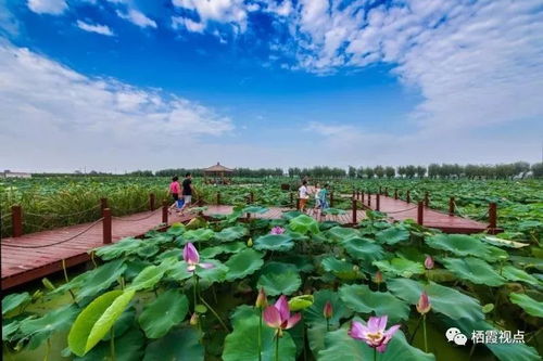 观赏价值，视觉的盛宴