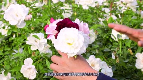 天狼月季， 直播带货火爆