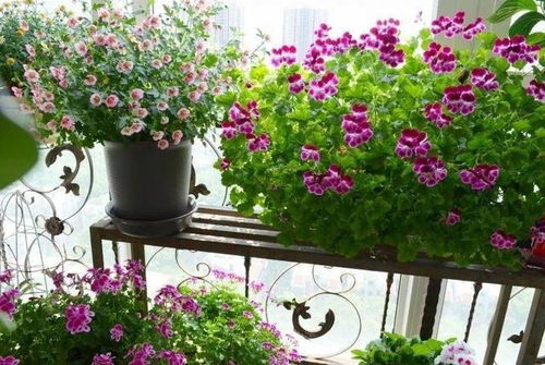 黄蝴蝶兰花语：高贵、优雅