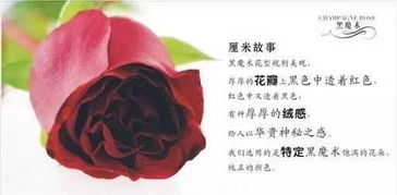 黑魔术玫瑰的花语究竟蕴含着怎样的神秘寓意
