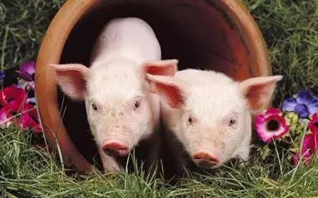 乳猪浓缩料配错比例会导致养猪人血本无归吗？
