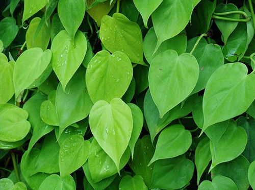 心叶藤：心形叶片的秘密花园