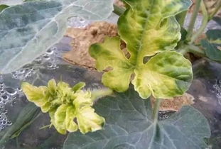 毒死蜱：敏感作物多， 小心使用