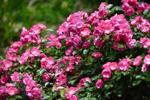 价格亲民，品质卓越