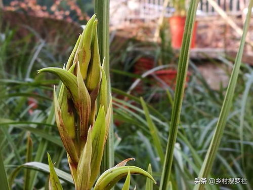 兰花养护要点：适度浇水
