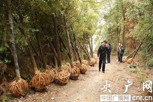 竹柏的换盆技巧