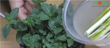 如何制作最快生根的柳枝生根水？