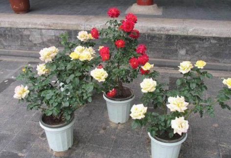 如何让盆栽的月季dou开花