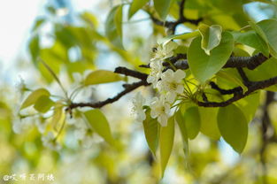 柴胡，春采还是秋采哪个梗好？