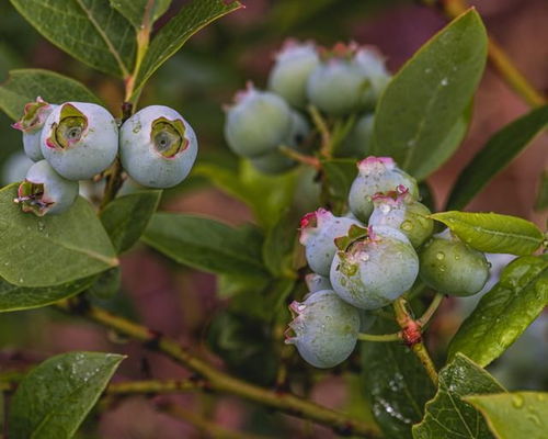 蓝莓种植：健康水果的盆栽技巧