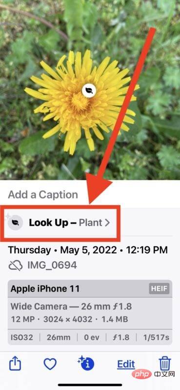 手机里藏有植物专家？识别花草植物的神奇软件大揭秘！