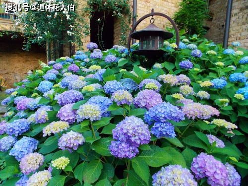 无尽夏绣球秋季施肥，如何选择合适的肥料