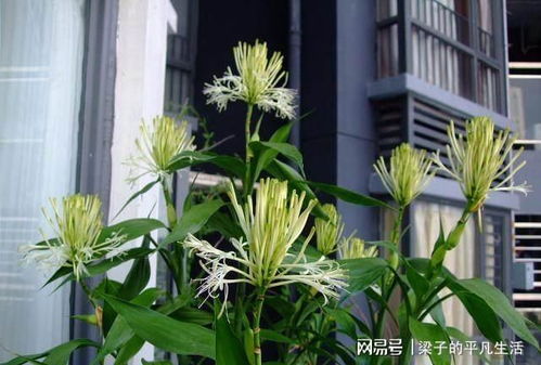 富贵竹开花怎么养？看这篇就够了