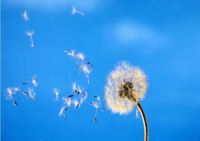 夏水仙花语：坚韧与美的赞歌（探索夏水仙的花语及其象征意义）
