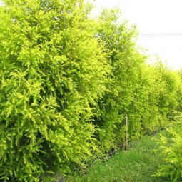 苗木价格：多样选择