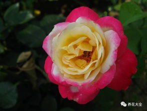 月季花生长阶段施用磷钾肥的重要性