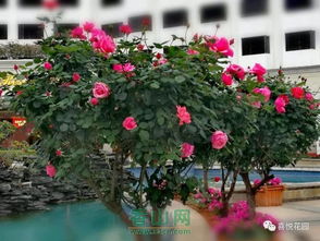 一：修剪的艺术