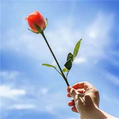 微信花头像图片大全，哪一朵是你的心头好