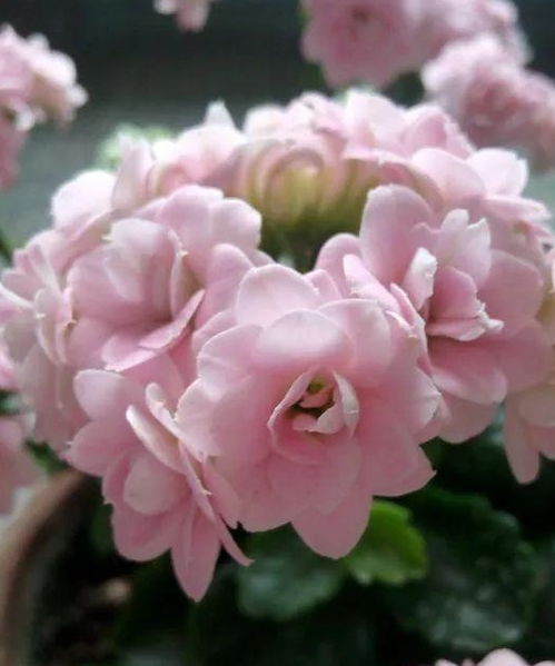 紫色花木， 揭秘那抹神秘色彩