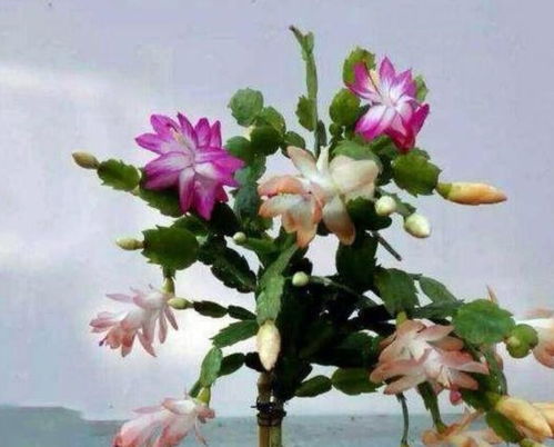 生长变化，季节梗替