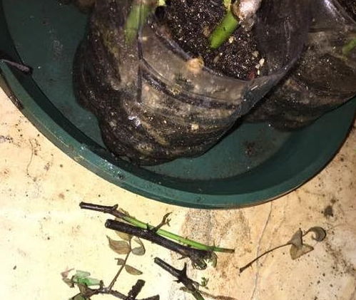 月季插条生根新方法的探索