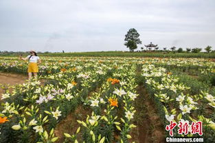 百合花种植过程中，如何掌握其栽培管理技术要点以确保花朵健康生长