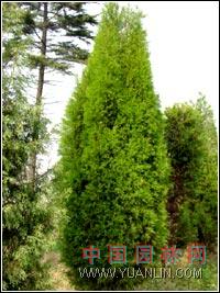 蜀桧在园林设计中的特殊用途